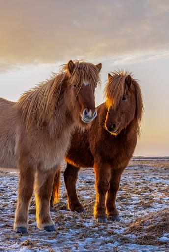 Drie IJslandse paarden met zonsondergang