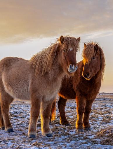 Drie IJslandse paarden met zonsondergang