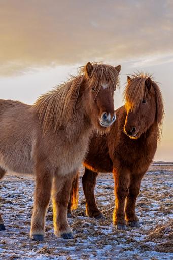 Drie IJslandse paarden met zonsondergang