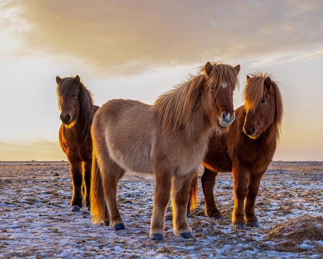 Drie IJslandse paarden met zonsondergang