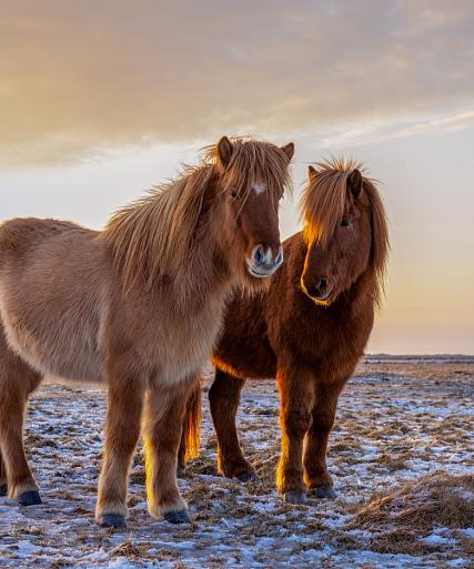 Drie IJslandse paarden met zonsondergang