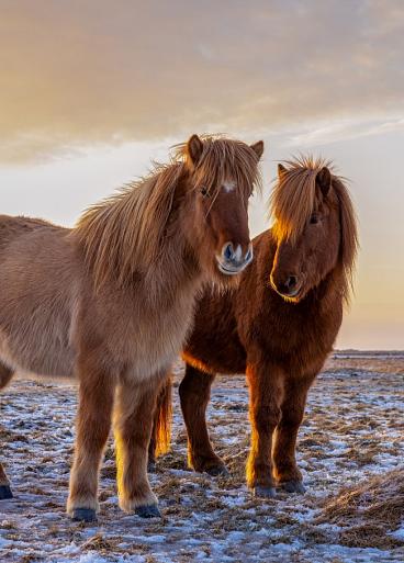 Drie IJslandse paarden met zonsondergang