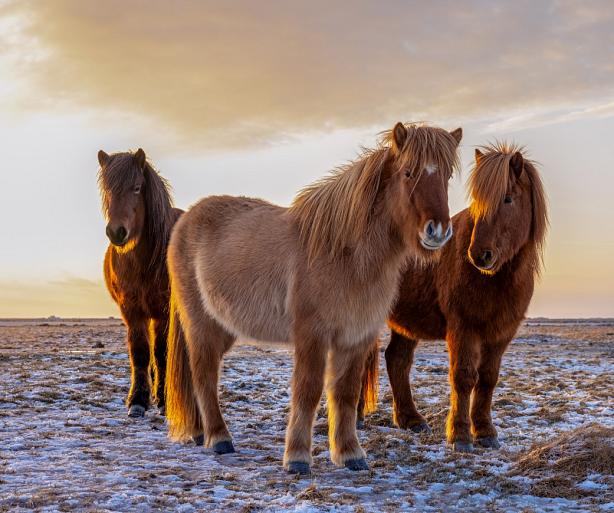 Drie IJslandse paarden met zonsondergang