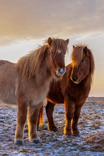 Drie IJslandse paarden met zonsondergang