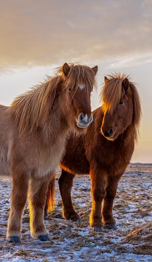 Drie IJslandse paarden met zonsondergang