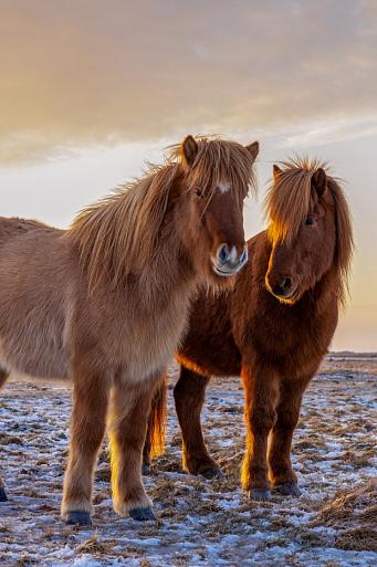 Drie IJslandse paarden met zonsondergang