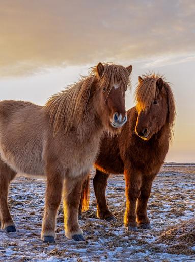 Drie IJslandse paarden met zonsondergang