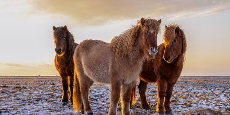 Drie IJslandse paarden met zonsondergang