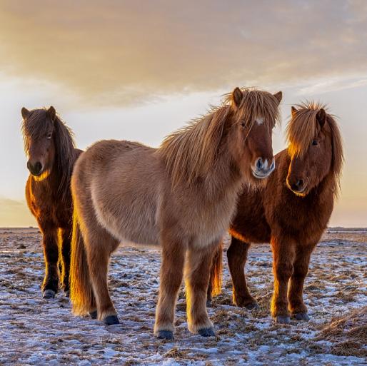 Drie IJslandse paarden met zonsondergang