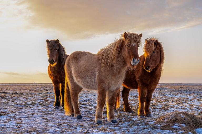 Drie IJslandse paarden met zonsondergang