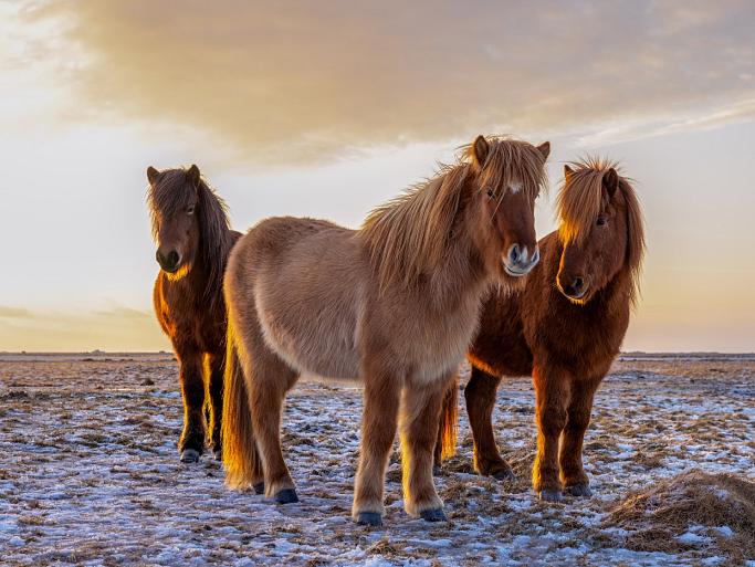 Drie IJslandse paarden met zonsondergang