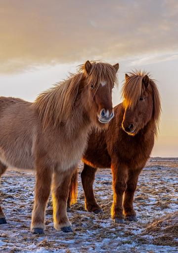 Drie IJslandse paarden met zonsondergang