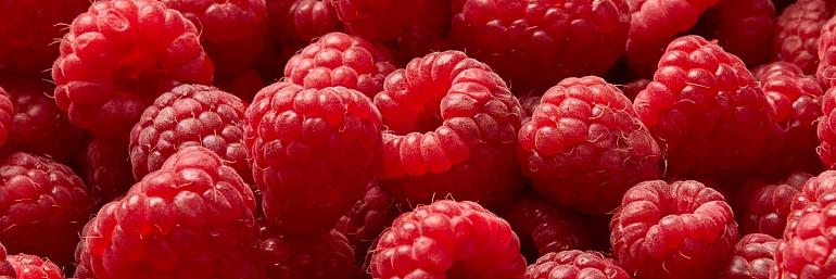 Rijpe frambozen
