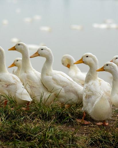 Lopende eenden