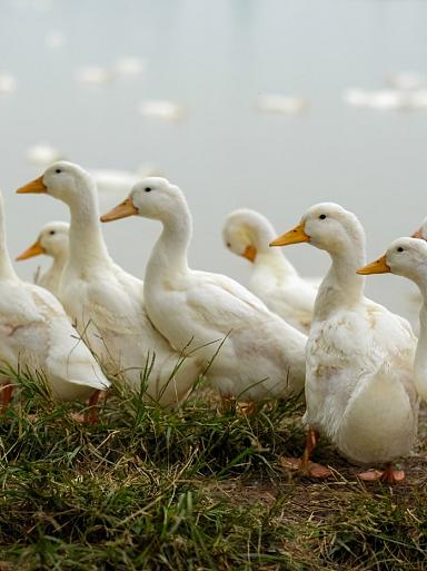 Lopende eenden