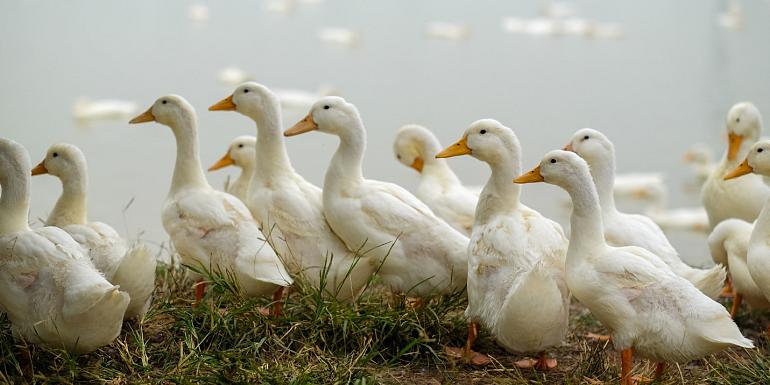 Lopende eenden