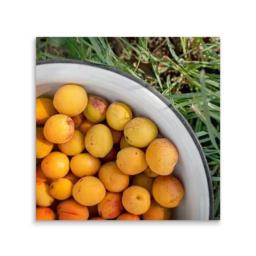 verse abrikozen in schaal mock up tegeltje vierkant