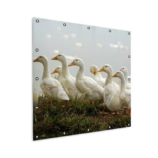 wandelende eenden mock up tuinposter vierkant