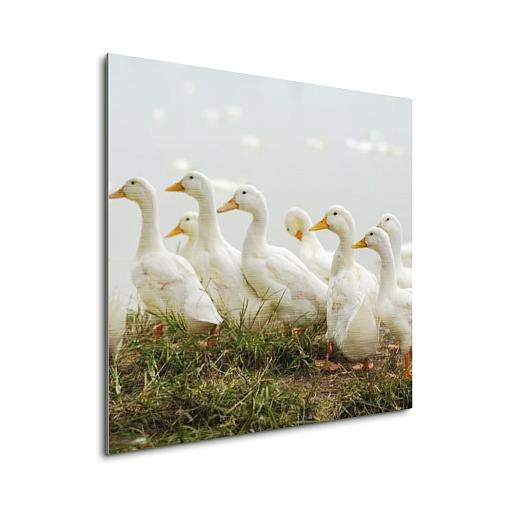 wandelende eenden mock up aluminium vierkant