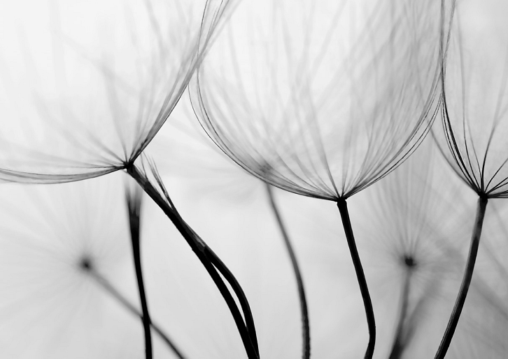 Close-up paardenbloem zaadjes