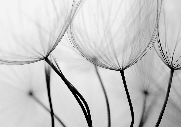 Close-up paardenbloem zaadjes