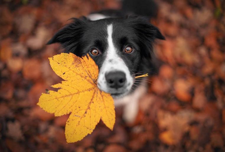 Border Collie hond in een herfstlandschap