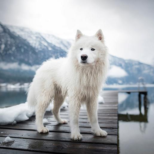 Samojeed in een sneeuwlandschap