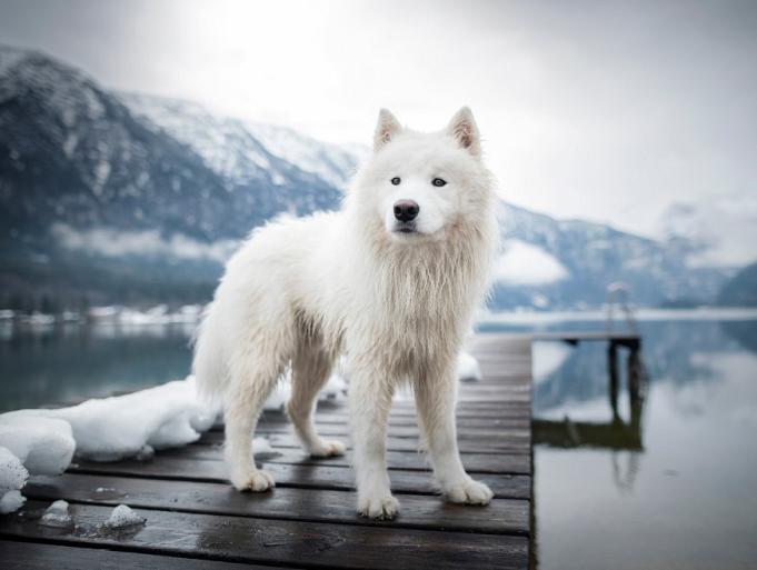 Samojeed in een sneeuwlandschap