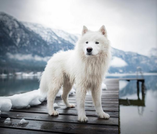 Samojeed in een sneeuwlandschap