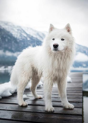 Samojeed in een sneeuwlandschap