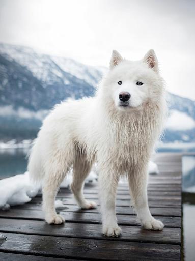 Samojeed in een sneeuwlandschap