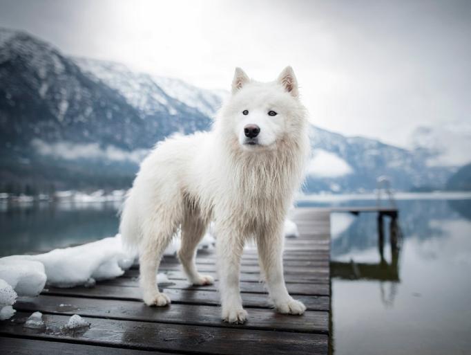 Samojeed in een sneeuwlandschap