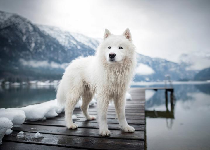 Samojeed in een sneeuwlandschap