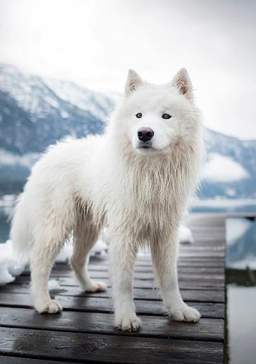 Samojeed in een sneeuwlandschap