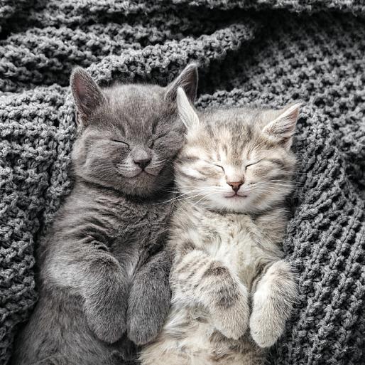 Schattige, slapende katten