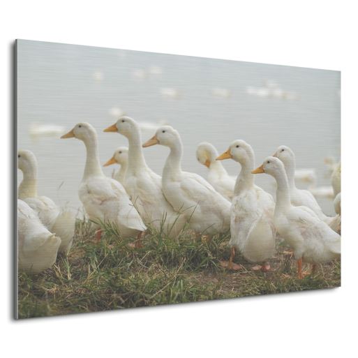 aluminium ducks